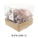 プリザーブドフラワー 『ソフトあじさいアナベル彩楽 ライラックターン 64330』