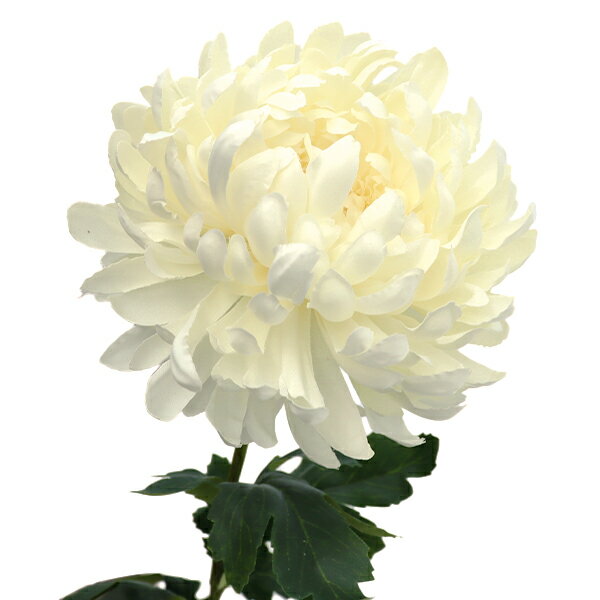 造花 シルクフラワー 『皇帝菊 ホワイト GA0246-001』
