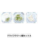 ドライフラワー 『ナチュラルドライフラワー 3個セット A』 SMint エスミント