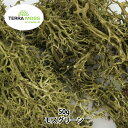 プリザーブド 『テラモス フレックス 50g モスグリーン』 エーピージャパン