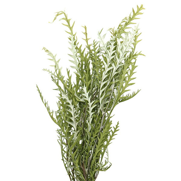 【スーパーSALE】プリザーブドフラワー 『グレビレア・アイバンフォー スプリンググリーン 01430-781』