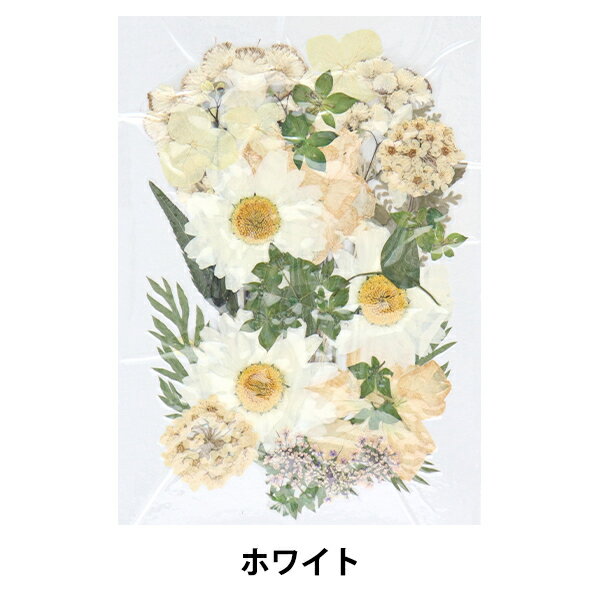 押し花 『押し花カラーパック ホワイト PY001』 1