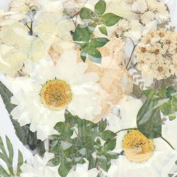押し花 『押し花カラーパック ホワイト PY001』 2