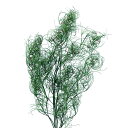 プリザーブドフラワー 『ゴアナクロー グリーン 01330-700』 葉の形状がとても可愛いグリーンです。 ユニークな形状の葉が印象的な存在感と動きのあるグリーン。 ボリュームがあり、隙間を埋めるのにも活躍します! [プリザーブドフラワー 可愛い ゴアナクロー グリーン 緑] ◆スペック:約40〜45cmL ◆1束:約2〜3本入り ※モニターによって実物のお色と若干異なる場合がございます。 【手芸用品・毛糸・生地の専門店 ユザワヤ】