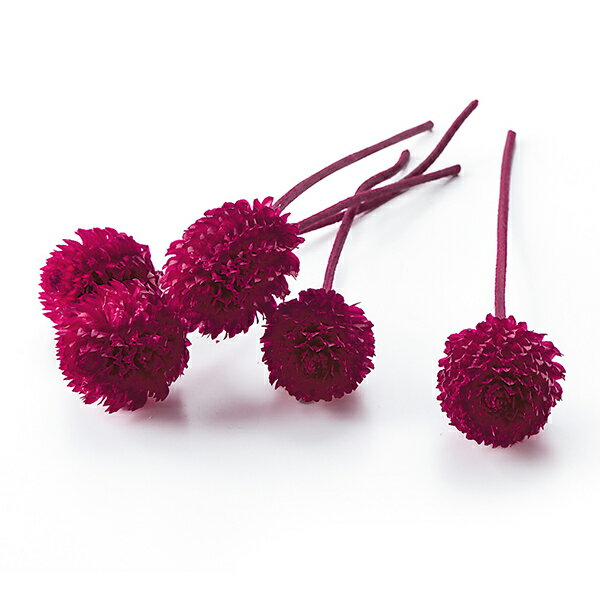 【スーパーSALE】プリザーブドフラワー 『千日紅 プリザーブド ヘッド レッド 03453-321』