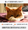 【送料無料】猫 おもちゃ 一人遊び 電動 自動 猫じゃらし 光る ネコ ねこ おもちゃ ペット用品 猫玩具 かわいい キャットトイ キャットおもちゃ 猫用品 ペ...