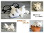 LittleBeans 北海道犬 858円