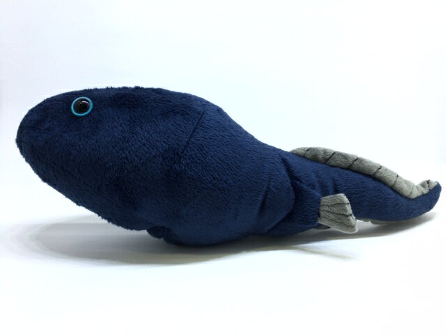 しんかいさん　バケダラ