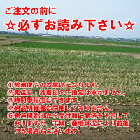 北海道産たまねぎLサイズ10kg送料無料贈り物ギフトプレゼント北海道北海道野菜北海道の味覚玉ねぎ玉葱タマネギオニオン常備野菜保存野菜オニオンスープ