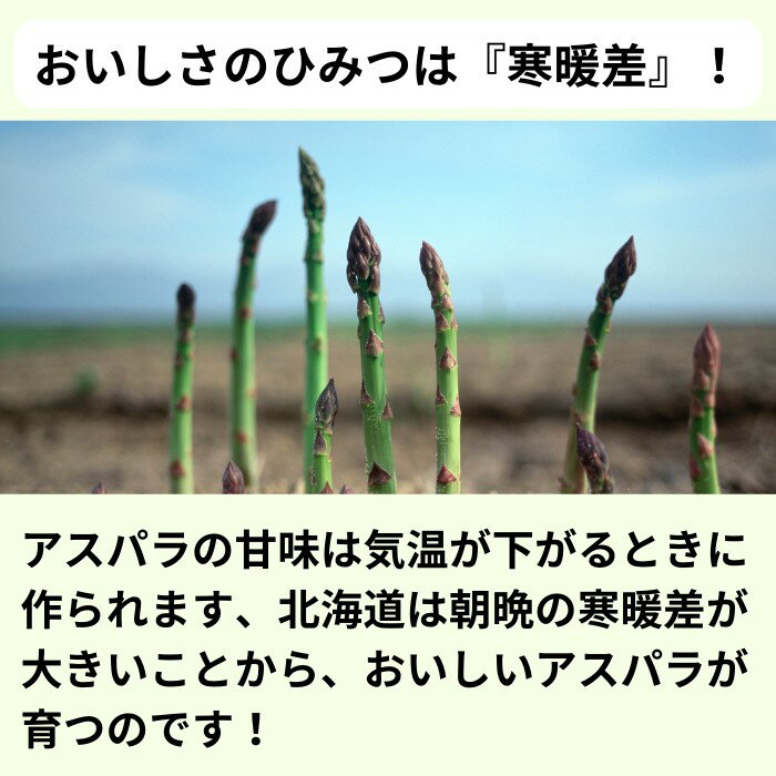 【予約商品】北海道産 グリーンアスパラガス （訳あり品）Mサイズ 1kg （500g×2袋） 送料無料 ギフト ギフト用 贈り物 プレゼント 北海道 北海道野菜 北海道旬の味覚 父の日 訳あり あすぱら ネット 3