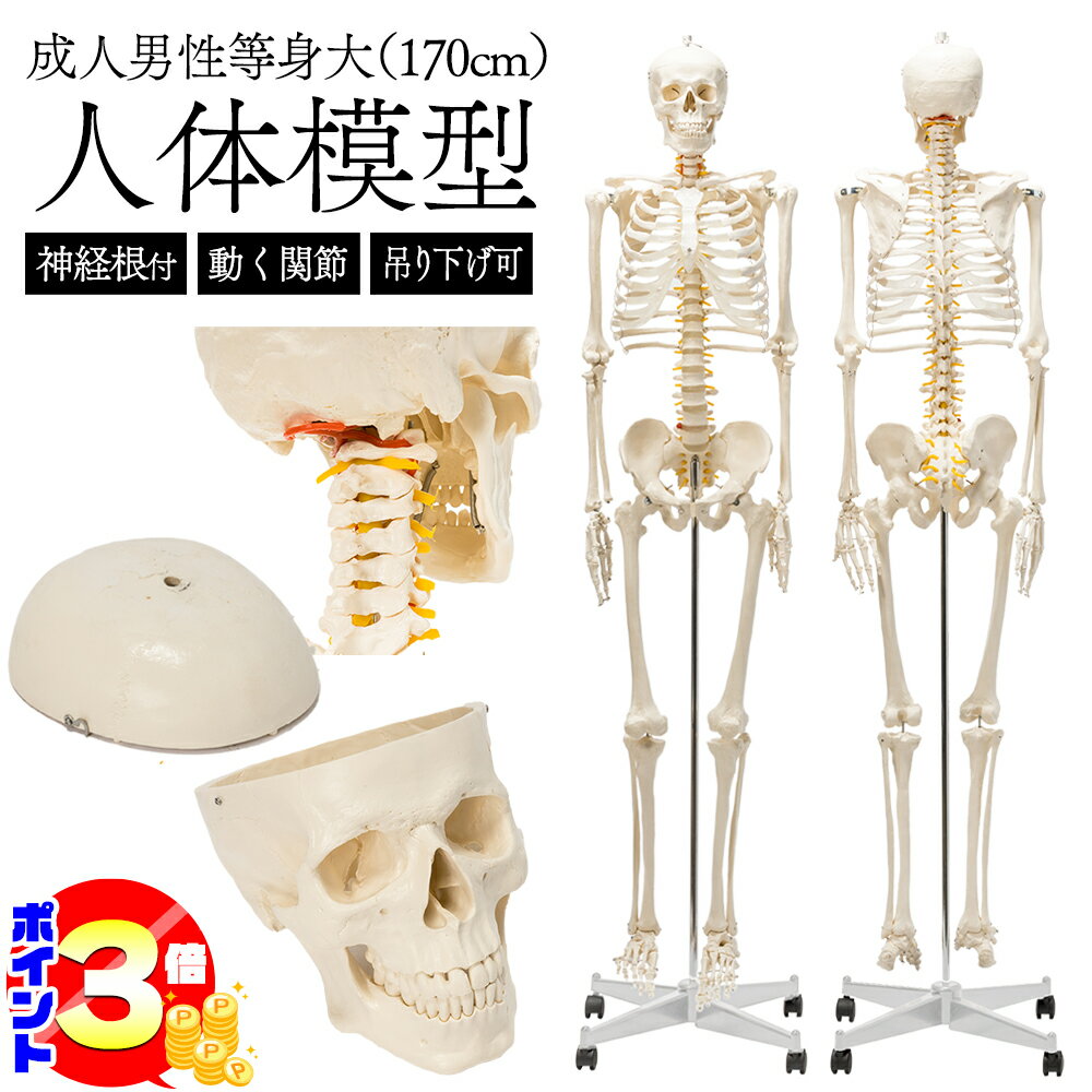 楽天市場】人体骨格模型170cmの通販 楽天市場】人体骨格模型170cmの通販