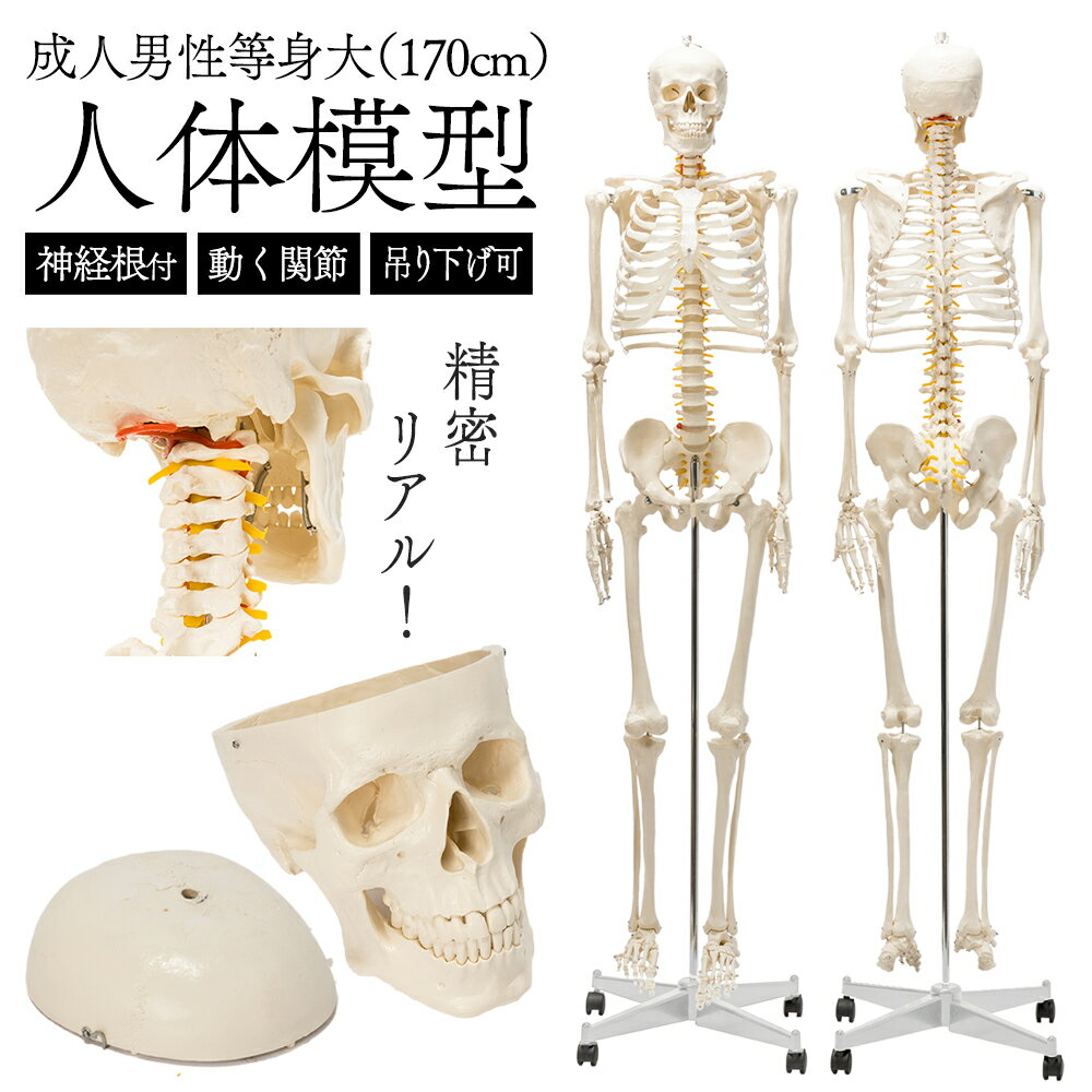 楽天市場】人体 骨格 模型 等身 大の通販 楽天市場】人体 骨格 模型 等身 大の通販