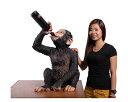 `pW[̃Cz_[ / Boozy Chimp Bottle HolderFRP ϐ y  Oph K[ft@j`[ u CeA IuWF 