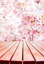 Qinunipoto 背景布 桜の花 春の風景 花見 写真 背景 母の日 撮影用 1m x 1.5m ポートレート写真 バレンタインデー撮影用 春の桜 屋外の美...
