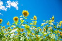 ND タペストリー ひまわり 花 花束 夏 フラワー 植物 太陽 モネ ゴッホ 青空 緑 園芸 生地 インテリア テレワーク 背景 リモートワーク 大きい 壁 布 目隠し 部屋 飾り 間仕切り 向日葵 (デザイ