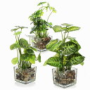 XiaZ 適格請求書発行可 人工観葉植物 フェイクグリーン 光触媒 3点セット 光しょくばい観葉植物 水生植物フェイク 小さい 卓上 光触媒 観葉植物 ミニ ガ...