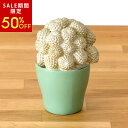 【今だけ50%OFF】多肉植物のアンティーク風オブジェ コピアポア 多肉 多肉植物 サボテン ガドレア アンティーク オブジェ 植物 プランツ フェイクプランツ...