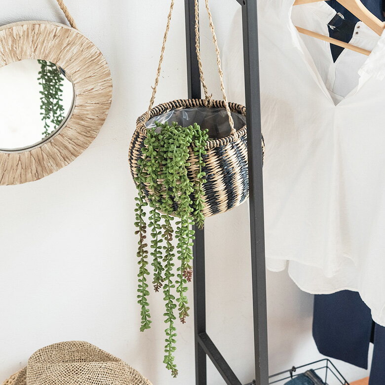 グリーンネックレスの育て方ガイド 植え付けから気になる増やし方までご紹介 暮らし の
