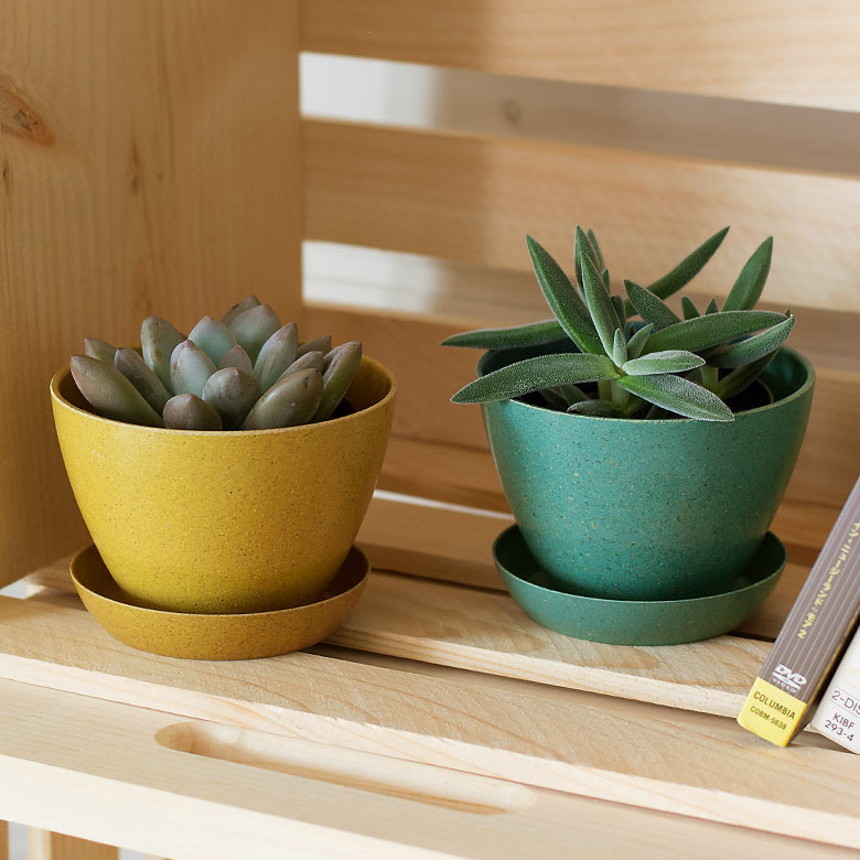 １００均とホームセンターの土で野菜を育てて比較してみよう プランター菜園 Amefarm えーみーふぁーむ 家庭菜園 ブログ