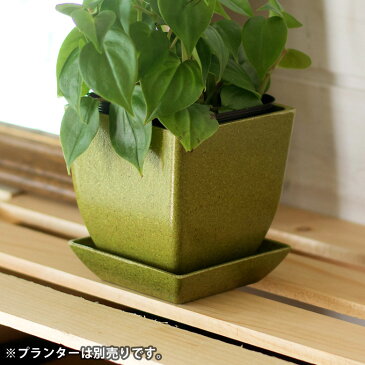 植木鉢用 受け皿 エコプレート 鉢皿 2号 角形 底面直径 約6cm 高さ約6cm 選べる4色 [98705-avo 98705-cor 98705-har 98705-trq]【 ソーサー 浅皿 ポットソーサー 四角形 ガーデニング 園芸 花 観葉植物 ベランダ おしゃれ 】