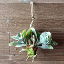 フェイクグリーン 造花 カランコエ 観葉植物 エアプランツ インテリアグリーン 壁掛け 緑 ハンギング 枝付き かっこいい おしゃれ 