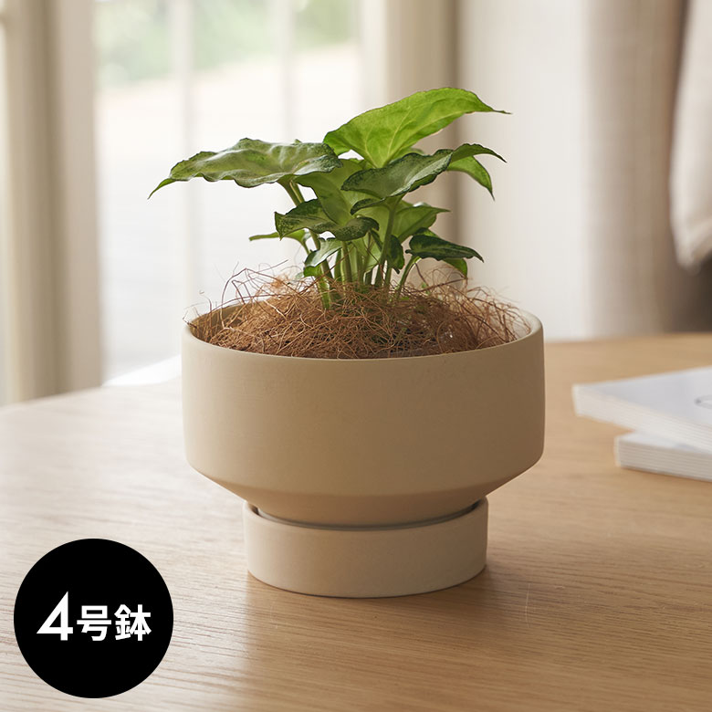 楽天市場】陶器 鉢カバー（カラーホワイト）（植木鉢・プランター