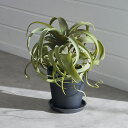 フェイクグリーン チランジア キセログラフィカ 高さ 30cm 観葉植物 グリーン アーティフィシャルプランツ フェイクプランツ エアプランツ 造花 アートグリ...