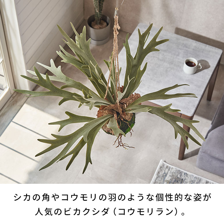 �ե��������꡼�� �ߤ겼�� ���տ�ʪ ���� ��������� �ӥ������� W46��D46��H46cm �͹� ���� ��ʪ �ե����� ������� �ϥ󥮥� ���꡼�� �͹����տ�ʪ �ꥢ�� ������� �̲� �꥾���� ���� ����ƥꥢ �����ߥ���ƥꥢ �����ե������� ����ե���˥��������� [94859]