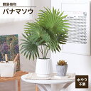 【値下げSALE】フェイクグリーン 観葉植物 人工観葉植物 パナマソウ セラミックポット 卓上 インテリアガーデン お手入れ不要 おしゃれ 人工植物