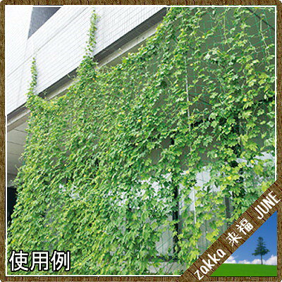 日本マタイ 軒から吊るす栽培ネット 0.6×3m 10cm角目 グリーン【園芸ネット 網 498...