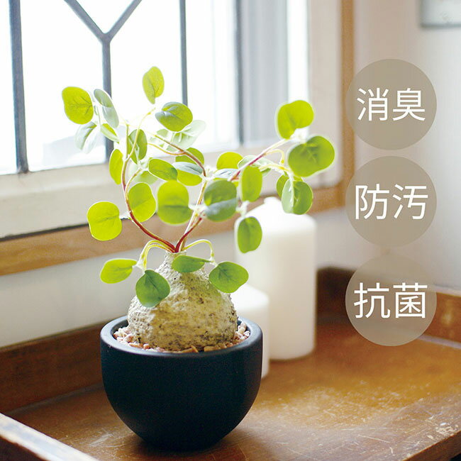 CT触媒 消臭 人工観葉植物 コーデックス Lサイズ / 消