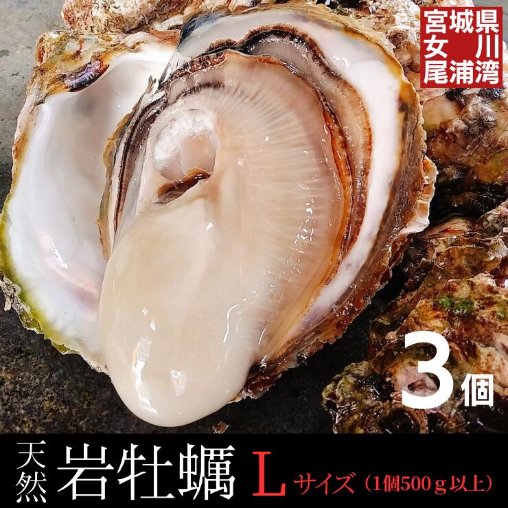 天然岩牡蠣 Lサイズ3個 三陸 宮城 女川産超特大1個500g以上！天然物を畜養 食感と甘みが美味希少な三陸産 岩ガキ 岩カキ 新鮮 産地直送 お取り寄せ 産直 殻付き 生牡蠣 生食用キャンプ バーベキュー 海鮮 BBQ グルメ ギフト のし