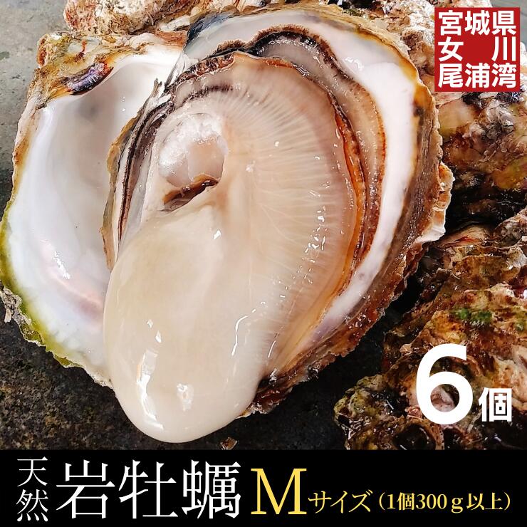 天然岩牡蠣 Mサイズ6個 三陸 宮城 女川産特大 1個300g以上！天然物を畜養 食感と甘みが美味希少な三陸産 岩ガキ 岩カキ 新鮮 産地直送 お取り寄せ 産直 殻付き 生牡蠣 生食用キャンプ バーベキュー 海鮮 BBQ グルメ ギフト のし可