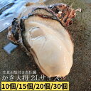 送料無料 松島産 産直　殻付き牡蠣　規格外　70個 （生食可能） 活出荷 牡蠣 カキ かき 貝　父の日