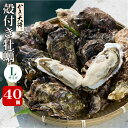 【マラソン価格！9980円→8980円】かき大将Lサイズ40個 真牡蠣宮城県ブランド 殻付き牡蠣 海のミルク3年ものの大粒サイズ 口からあふれるサイズ産地直送 生牡蠣 【生食牡蠣】 バーベキュー BBQ お中元 夏ギフト