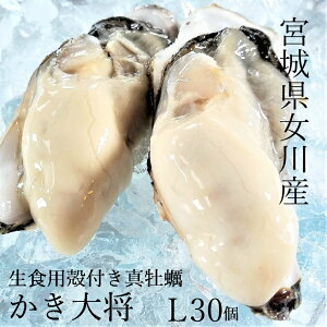 【身入りMAX！濃厚7月カキ】宮城県女川産 かき大将(大)Lサイズ30個生牡蠣 殻付き牡蠣 生食用 3年もの 口からあふれるサイズ!安心安全の各検査機関許可済 産地直送 バーベキュー 海鮮 BBQ カキフライ 夏のギフト 贈り物 お中元