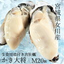 【身入りMAX！濃厚7月カキ】三陸宮城女川産 かき大将Mサイズ20個生牡蠣 殻付き牡蠣 生食用2年もの 口いっぱいに広がるサイズ!安心の各検査機関許可済 産地直送 生牡蠣 バーベキュー 海鮮 BBQ カキフライ 夏のギフト 贈り物 お中元