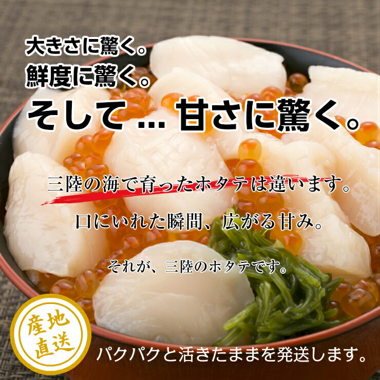 【今が旬です♪】活！『殻付きホタテ大Lサイズ40枚』生食用 もっちり＆ぷりぷり 海の幸 三陸 宮城県 女川 雄勝産直 産地直送 高級 お取り寄せ グルメ 夏のギフト お中元生ホタテ ほたて 帆立 貝柱 貝ひも 刺身 寿司 海鮮丼キャンプ バーベキュー 海鮮 BBQ