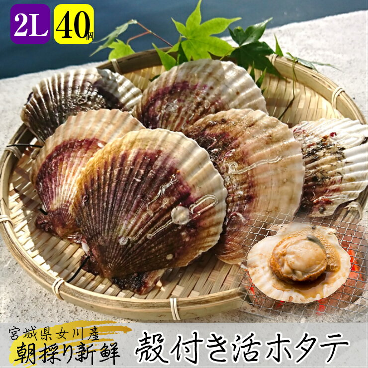 【今が旬です♪】活！【殻付きホタテ特大2Lサイズ40枚】もっちり＆ぷりぷり三陸産海の幸 三陸 宮城県 女川 産直 産地直送 高級 お取り寄せ グルメ生ホタテ ほたて 帆立 貝柱 貝ひも 刺身 寿司 海鮮丼キャンプ バーベキュー 海鮮 BBQ お中元 夏のギフト