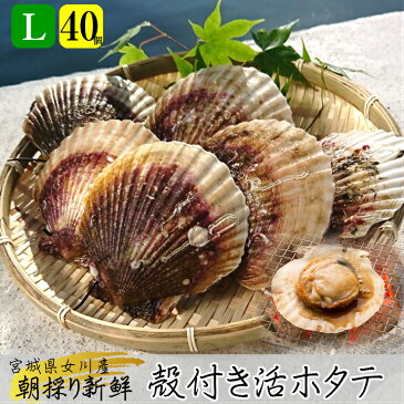 【今が旬です♪】活！『殻付きホタテ大Lサイズ40枚』生食用 もっちり＆ぷりぷり 海の幸 三陸 宮城県 女川 雄勝産直 産地直送 高級 お取り寄せ グルメ 夏のギフト お中元生ホタテ ほたて 帆立 貝柱 貝ひも 刺身 寿司 海鮮丼キャンプ バーベキュー 海鮮 BBQ