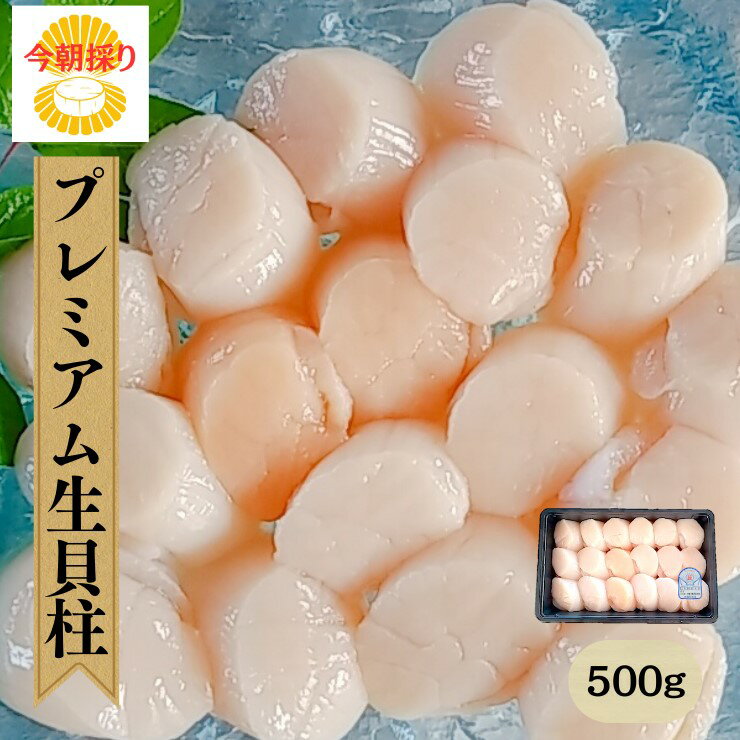 1度も冷凍なし【今朝採りプレミアム生貝柱500g】大粒 10～18玉 肉厚 刺身用 ホタテ貝柱 海の幸 宮城 女川 産地直送 高級 冷蔵品 支援品 大きい貝柱 厳選 割れなし 特級品 ホタテ貝柱 刺身 ほたて貝柱 刺身 海鮮丼 bbq お取り寄せグルメ 旬の 食べ物ギフト のし対応可