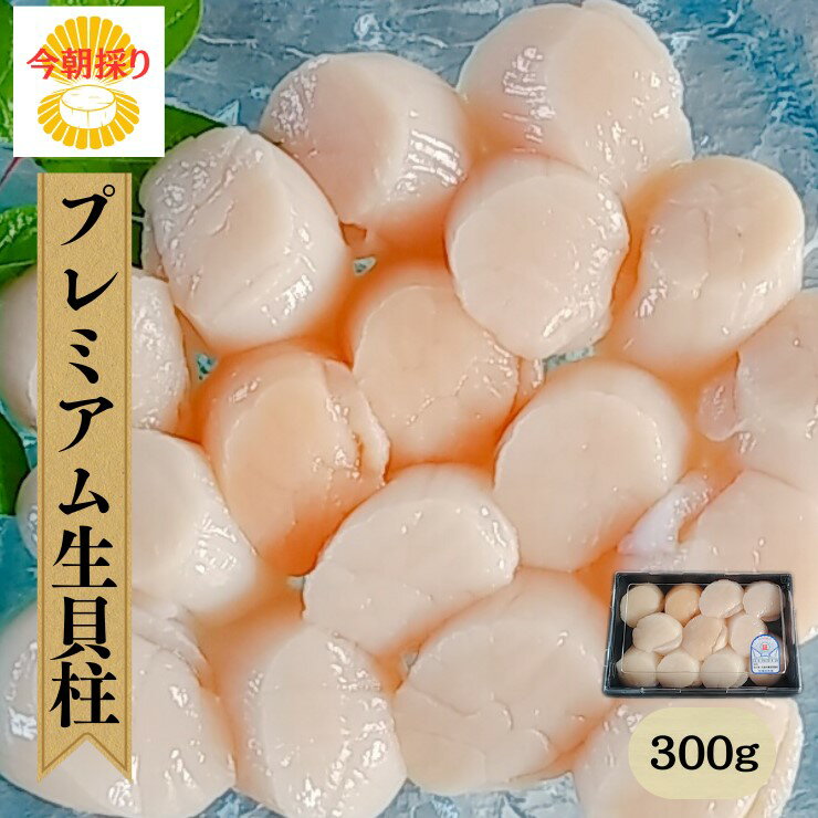 1度も冷凍なし【今朝採りプレミアム生貝柱300g】大粒 6～12玉 肉厚 刺身用 ホタテ貝柱 海の幸 宮城 女川 産地直送 高級 冷蔵品 支援品 大きい貝柱 厳選 割れなし 特級品 ホタテ貝柱 刺身 ほたて貝柱 刺身 海鮮丼 bbq お取り寄せグルメ 旬の 食べ物ギフト のし対応可