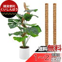 OKTOKYU 園芸支柱 観葉植物モンステラ ココスティック ココナッツ ガーデニング つる植物 支柱 植物サポート プラントクライミングポール 園芸用 2本セ...