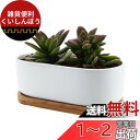 T4U 7CM 植木鉢 多肉植物鉢 サボテン鉢 陶器鉢 ミニ鉢 竹トレー付き 底穴付き 白 2個入り 母の日ギフト