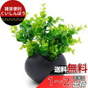 TOSSOW 植木鉢 陶器鉢 卵形 多肉植物 サボテン鉢 ハーブ プランター容器 おしゃれ プレゼント ミニ ブラック