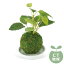 WA BONSAI(ߺ) DEODORANT ARTIFICIAL GREEN ýƥե륰꡼ Mulberry() KH-61060פ򸫤