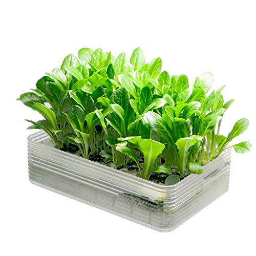 リビングファーム ミニ水耕菜園キットBL ベビーロメインクリア 22×15×6cm 土を使わず、お水と液体肥料で育てる水耕栽培キット LFS-326