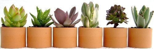 テラコッタ2寸多肉植物6点セット