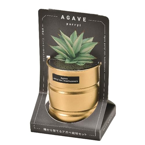 聖新陶芸 通年 家庭菜園 簡単 栽培キット サボテン パリーホーチエンシス 栽培セット (自由研究) アガベ 直径約10×高さ16.5cm 多肉植物 オールイン...