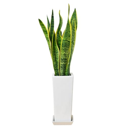フラワーコーポレーション サンスベリア サンセベリア トラの尾 観葉植物 多肉植物 陶器鉢 4号 ホワイ..